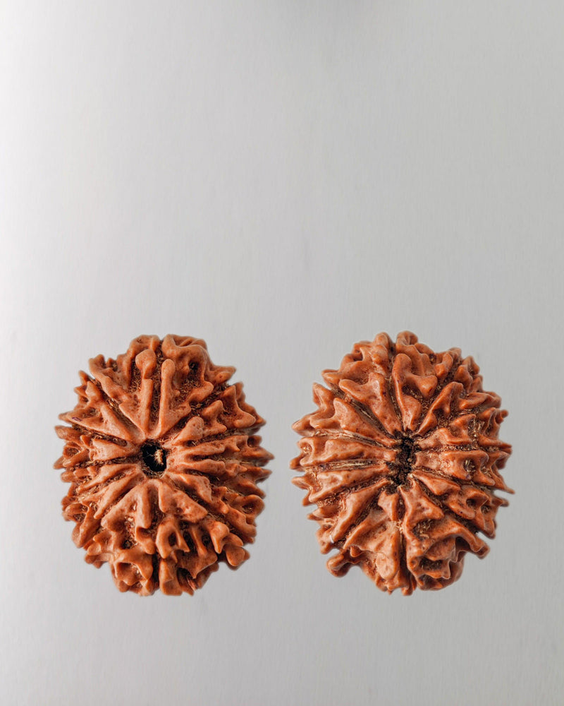 12 Mukhi Rudraksha Bead - Harness Sun's Energy for Leadership | Brahmatells - BrahmatellsStore