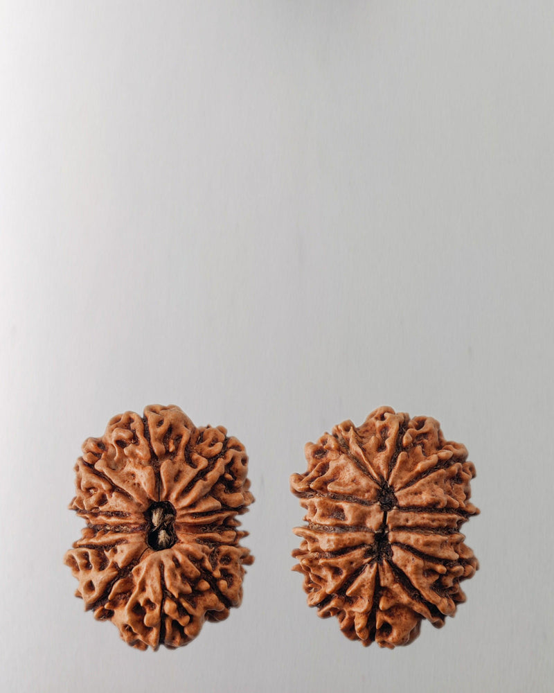 12 Mukhi Rudraksha Bead - Harness Sun's Energy for Leadership | Brahmatells - BrahmatellsStore