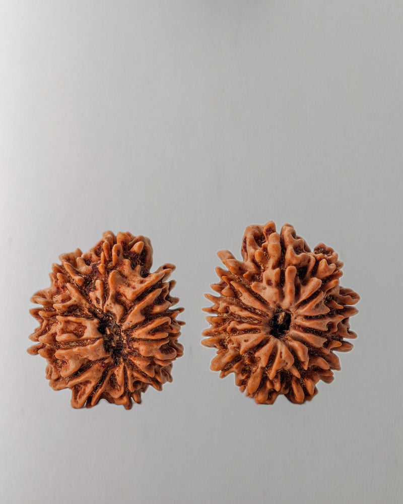 12 Mukhi Rudraksha Bead - Harness Sun's Energy for Leadership | Brahmatells - BrahmatellsStore
