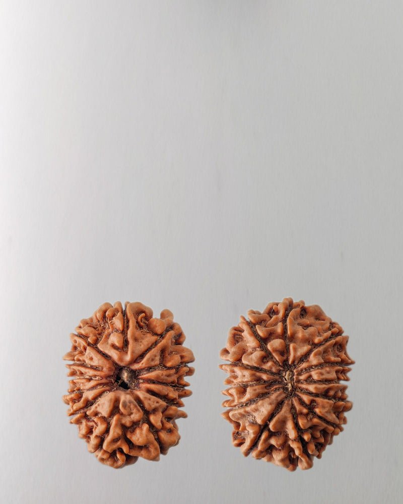 12 Mukhi Rudraksha Bead - Harness Sun's Energy for Leadership | Brahmatells - BrahmatellsStore