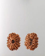 12 Mukhi Rudraksha Bead - Harness Sun's Energy for Leadership | Brahmatells - BrahmatellsStore