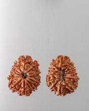 12 Mukhi Rudraksha Bead - Harness Sun's Energy for Leadership | Brahmatells - BrahmatellsStore
