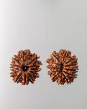 12 Mukhi Rudraksha Bead - Harness Sun's Energy for Leadership | Brahmatells - BrahmatellsStore
