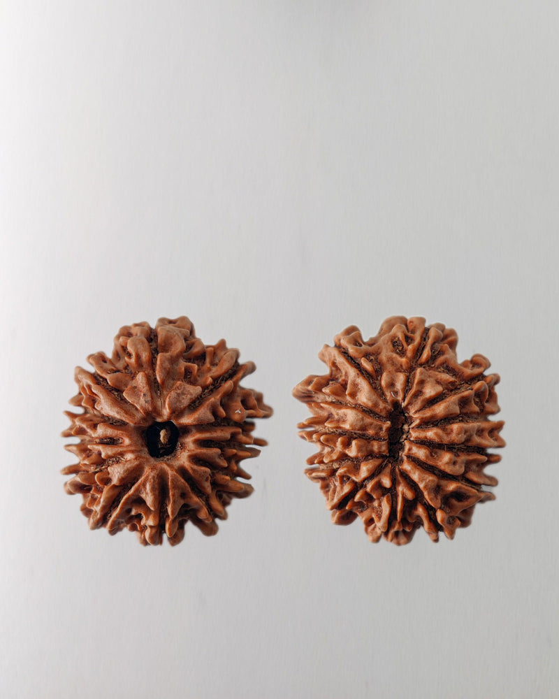12 Mukhi Rudraksha Bead - Harness Sun's Energy for Leadership | Brahmatells - BrahmatellsStore