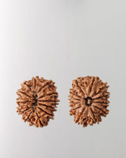 12 Mukhi Rudraksha Bead - Harness Sun's Energy for Leadership | Brahmatells - BrahmatellsStore