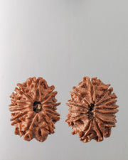 12 Mukhi Rudraksha Bead - Harness Sun's Energy for Leadership | Brahmatells - BrahmatellsStore