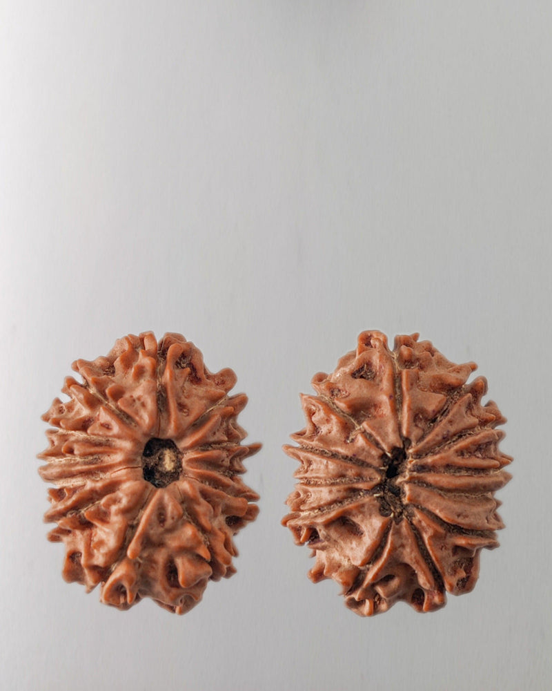 12 Mukhi Rudraksha Bead - Harness Sun's Energy for Leadership | Brahmatells - BrahmatellsStore