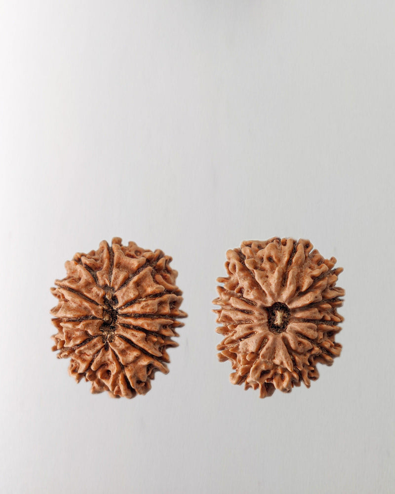 12 Mukhi Rudraksha Bead - Harness Sun's Energy for Leadership | Brahmatells - BrahmatellsStore