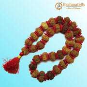 12 Mukhi Rudraksha Mala for Empowerment & Radiance | Brahmatells - BrahmatellsStore