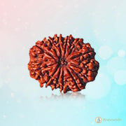 12 Mukhi Rudraksha Pendant - Empowerment & Radiance | Brahmatells - BrahmatellsStore
