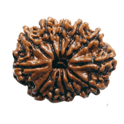 12 Mukhi Rudraksha Power Bead - Command Leadership & Vitality | Brahmatells - BrahmatellsStore