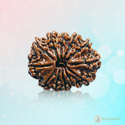 12 Mukhi Rudraksha Power Bead - Command Leadership & Vitality | Brahmatells - BrahmatellsStore