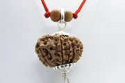 12 Mukhi Surya Power Rudraksha Pendant - Leadership & Confidence | Brahmatells - BrahmatellsStore