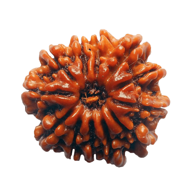 13 Mukhi Rudraksha Bead - Unlock Venus' Power for Charisma | Brahmatells - BrahmatellsStore