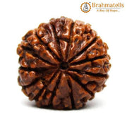 13 Mukhi Rudraksha Bead - Unlock Venus' Power for Charisma | Brahmatells - BrahmatellsStore