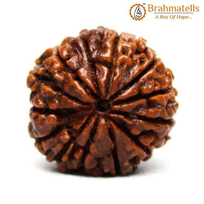13 Mukhi Rudraksha Bead - Unlock Venus' Power for Charisma | Brahmatells - BrahmatellsStore
