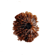 13 Mukhi Rudraksha Bead - Unlock Venus' Power for Charisma | Brahmatells - BrahmatellsStore