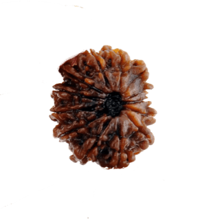 13 Mukhi Rudraksha Bead - Unlock Venus' Power for Charisma | Brahmatells - BrahmatellsStore