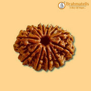 13 Mukhi Rudraksha Bead - Unlock Venus' Power for Charisma | Brahmatells - BrahmatellsStore