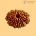 13 Mukhi Rudraksha Bead - Unlock Venus' Power for Charisma | Brahmatells - BrahmatellsStore