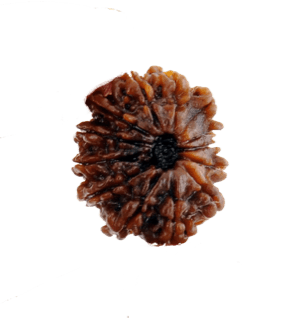 13 Mukhi Rudraksha Java - Charisma & Attraction Unlocked | Brahmatells - BrahmatellsStore