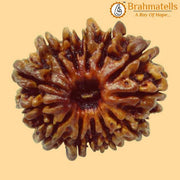 13 Mukhi Rudraksha Java - Charisma & Attraction Unlocked | Brahmatells - BrahmatellsStore