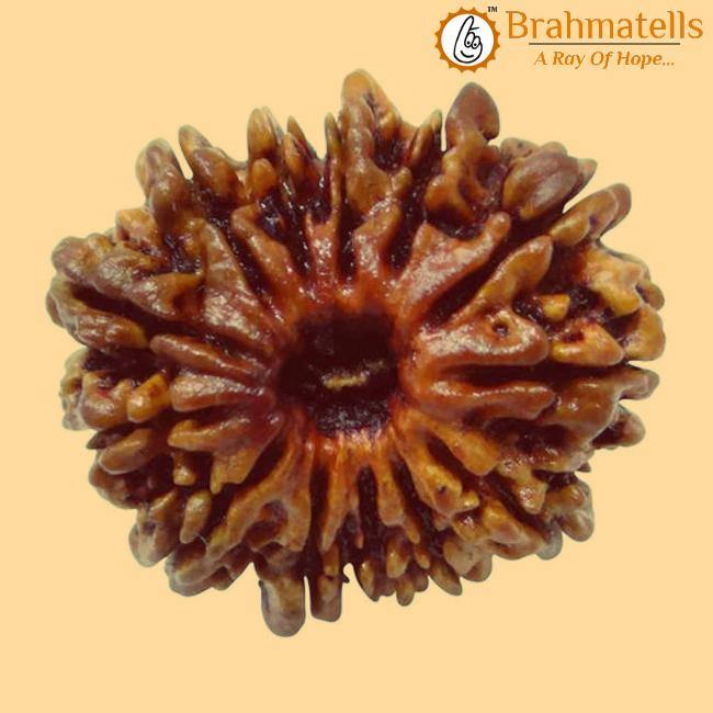 13 Mukhi Rudraksha Java - Charisma & Attraction Unlocked | Brahmatells - BrahmatellsStore