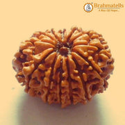 13 Mukhi Rudraksha Java - Charisma & Attraction Unlocked | Brahmatells - BrahmatellsStore