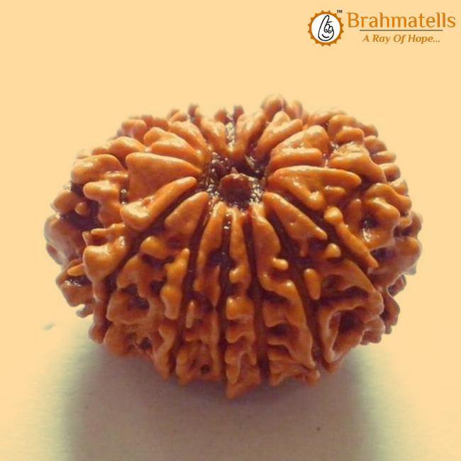 13 Mukhi Rudraksha Java - Charisma & Attraction Unlocked | Brahmatells - BrahmatellsStore