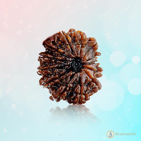 13 Mukhi Rudraksha Pendant for Spiritual and Personal Growth | Brahmatells - BrahmatellsStore