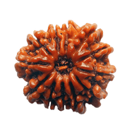 13 Mukhi Rudraksha Pendant - Master Communication & Influence | Brahmatells - BrahmatellsStore