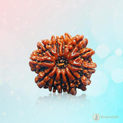 13 Mukhi Rudraksha Pendant - Master Communication & Influence | Brahmatells - BrahmatellsStore