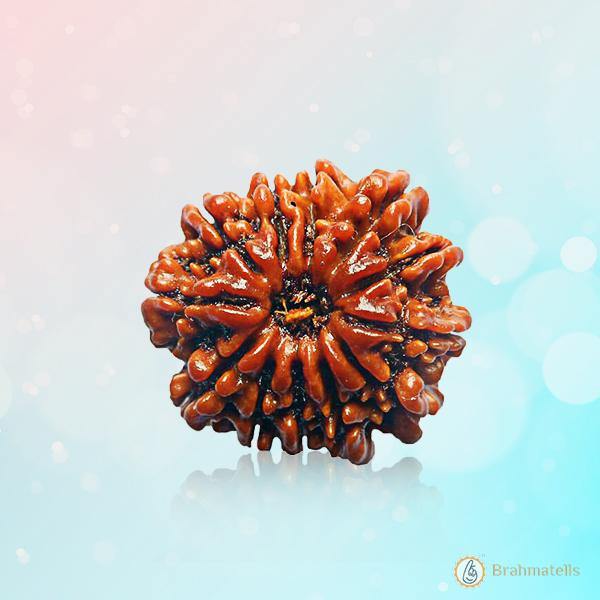 13 Mukhi Rudraksha Pendant - Master Communication & Influence | Brahmatells - BrahmatellsStore