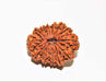 13 Mukhi Rudraksha Silver Cap Pendant - Unleash Charisma & Success | Brahmatells - BrahmatellsStore