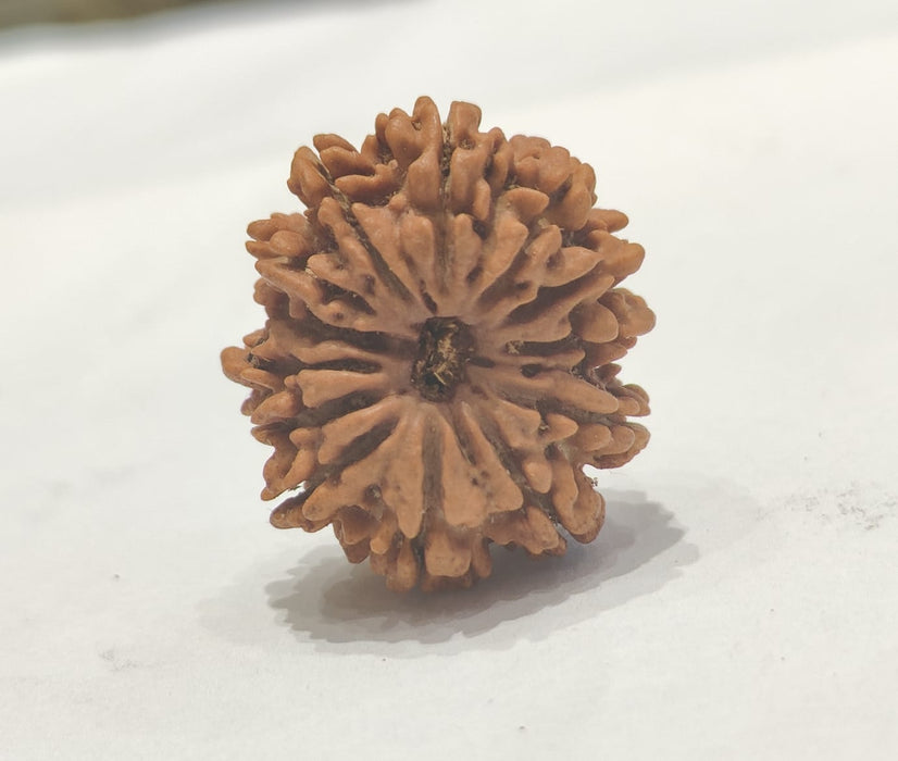 13 Mukhi Rudraksha Bead - Unlock Venus' Power for Charisma | Brahmatells