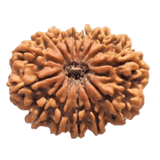 14 Mukhi Light-Brown Rudraksha Pendant - Connect with Paramshiva's Energy | Brahmatells - BrahmatellsStore
