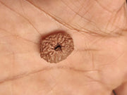 14 Mukhi Light-Brown Rudraksha Pendant - Connect with Paramshiva's Energy | Brahmatells - BrahmatellsStore