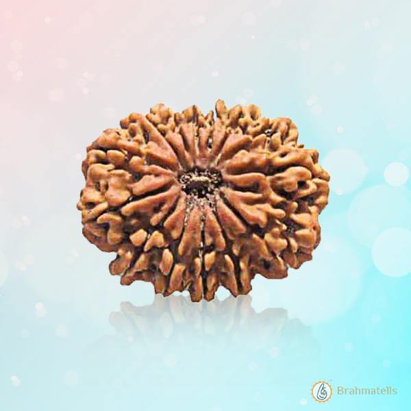 14 Mukhi Light-Brown Rudraksha Pendant - Connect with Paramshiva's Energy | Brahmatells - BrahmatellsStore
