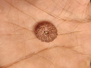 14 Mukhi Light-Brown Rudraksha Pendant - Connect with Paramshiva's Energy | Brahmatells - BrahmatellsStore