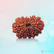 14 Mukhi Rudraksha: Harnessing Shiva's Cosmic Energy | Brahmatells - BrahmatellsStore