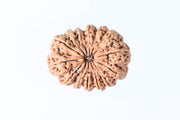 14 Mukhi Rudraksha Nepalese Bead - Ultimate Power of Paramshiva | Brahmatells - BrahmatellsStore