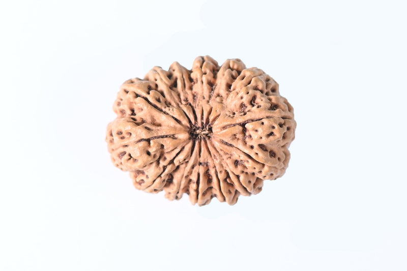 14 Mukhi Rudraksha Nepalese Bead - Ultimate Power of Paramshiva | Brahmatells - BrahmatellsStore
