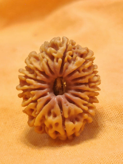 14 Mukhi Rudraksha Nepalese Bead - Ultimate Power of Paramshiva | Brahmatells - BrahmatellsStore