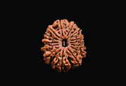 14 Mukhi Rudraksha Nepalese Bead - Ultimate Power of Paramshiva | Brahmatells - BrahmatellsStore