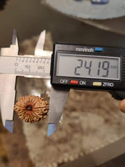 14 Mukhi Rudraksha Nepalese Bead - Ultimate Power of Paramshiva | Brahmatells - BrahmatellsStore