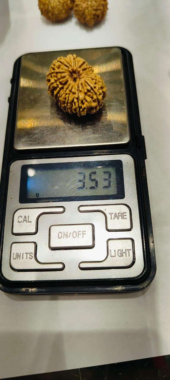 14 Mukhi Rudraksha Nepalese Bead - Ultimate Power of Paramshiva | Brahmatells - BrahmatellsStore