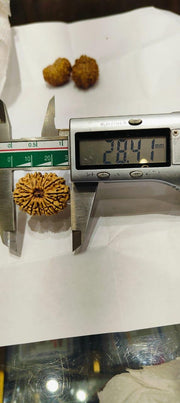 14 Mukhi Rudraksha Nepalese Bead - Ultimate Power of Paramshiva | Brahmatells - BrahmatellsStore