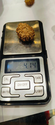 14 Mukhi Rudraksha Nepalese Bead - Ultimate Power of Paramshiva | Brahmatells - BrahmatellsStore