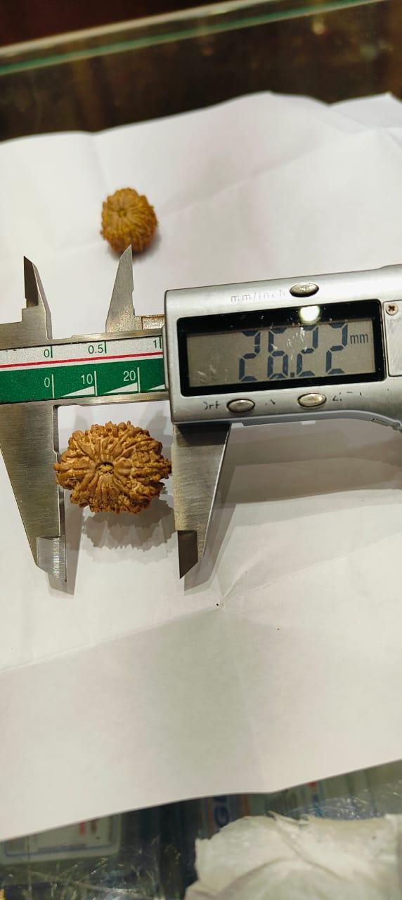 14 Mukhi Rudraksha Nepalese Bead - Ultimate Power of Paramshiva | Brahmatells - BrahmatellsStore