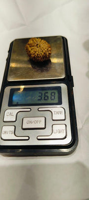 14 Mukhi Rudraksha Nepalese Bead - Ultimate Power of Paramshiva | Brahmatells - BrahmatellsStore